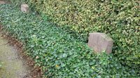 Barsinghausen, Neuer Jüdischer Friedhof