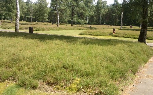 Ansicht der Kriegsgräberstätte Bergen - Lohheide (Hörsten), Kriegsgefangenenfriedhof