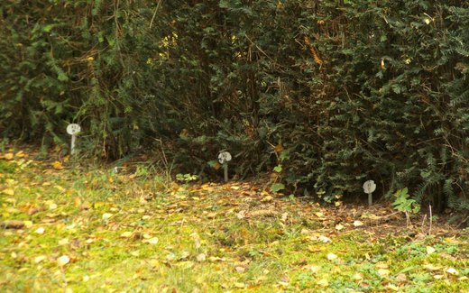 Ansicht der Kriegsgräberstätte Berlin-Zehlendorf, Friedhof Nikolassee